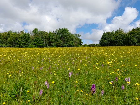 CARING FOR WILDFLOWER MEADOWS