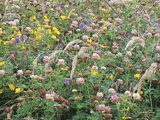 BEE AND BUTTERFLY HAVEN