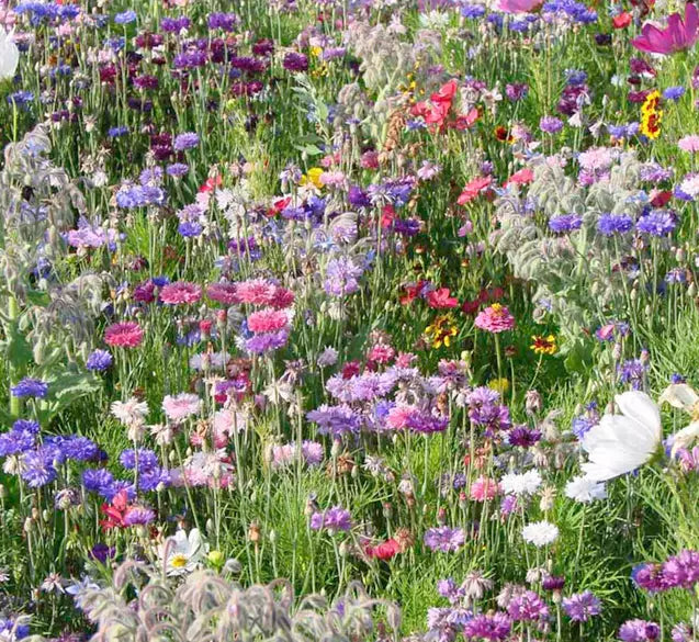 wild flower seeds amazon BEE AND BUTTERFLY HAVEN – Wildflower Seeds Direct