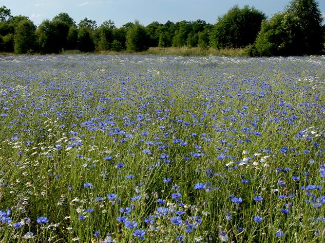 heritage wildflower seeds HERITAGE