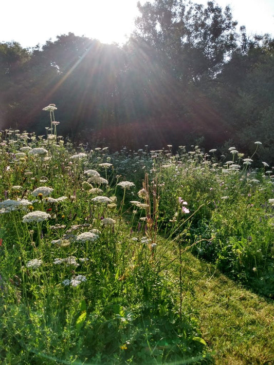 TRADITIONAL NATIVE MEADOW