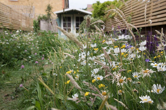 GROWING WILDFLOWERS IN THE UK AND IRELAND