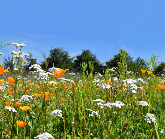 NATURE’S HARMONY