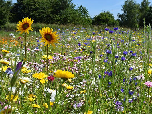 POLLINATOR PARADISE