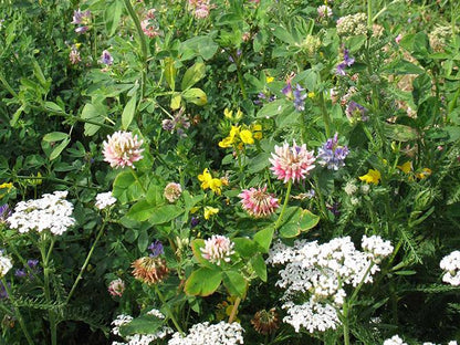 TRADITIONAL NATIVE MEADOW