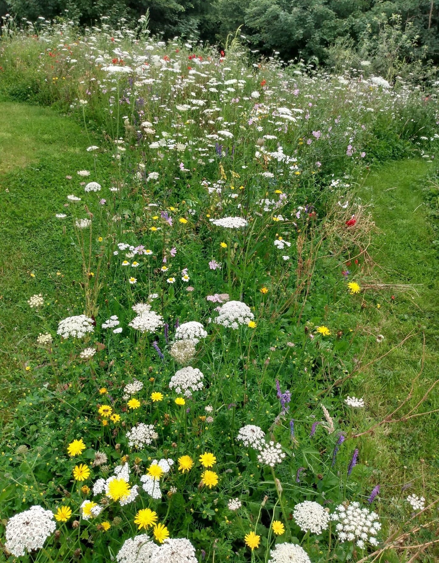 TRADITIONAL NATIVE MEADOW